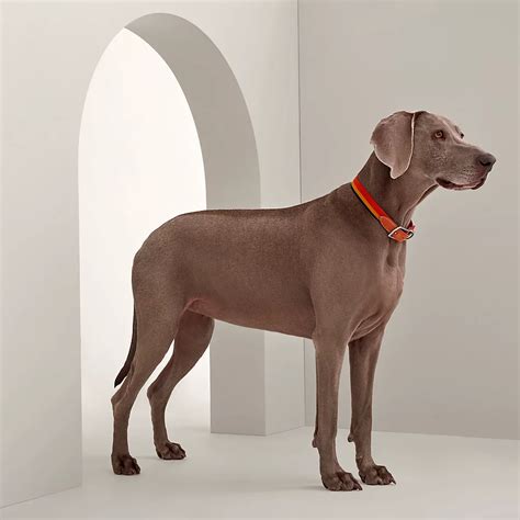 hermes twilly dog|Hermes collars for dogs.